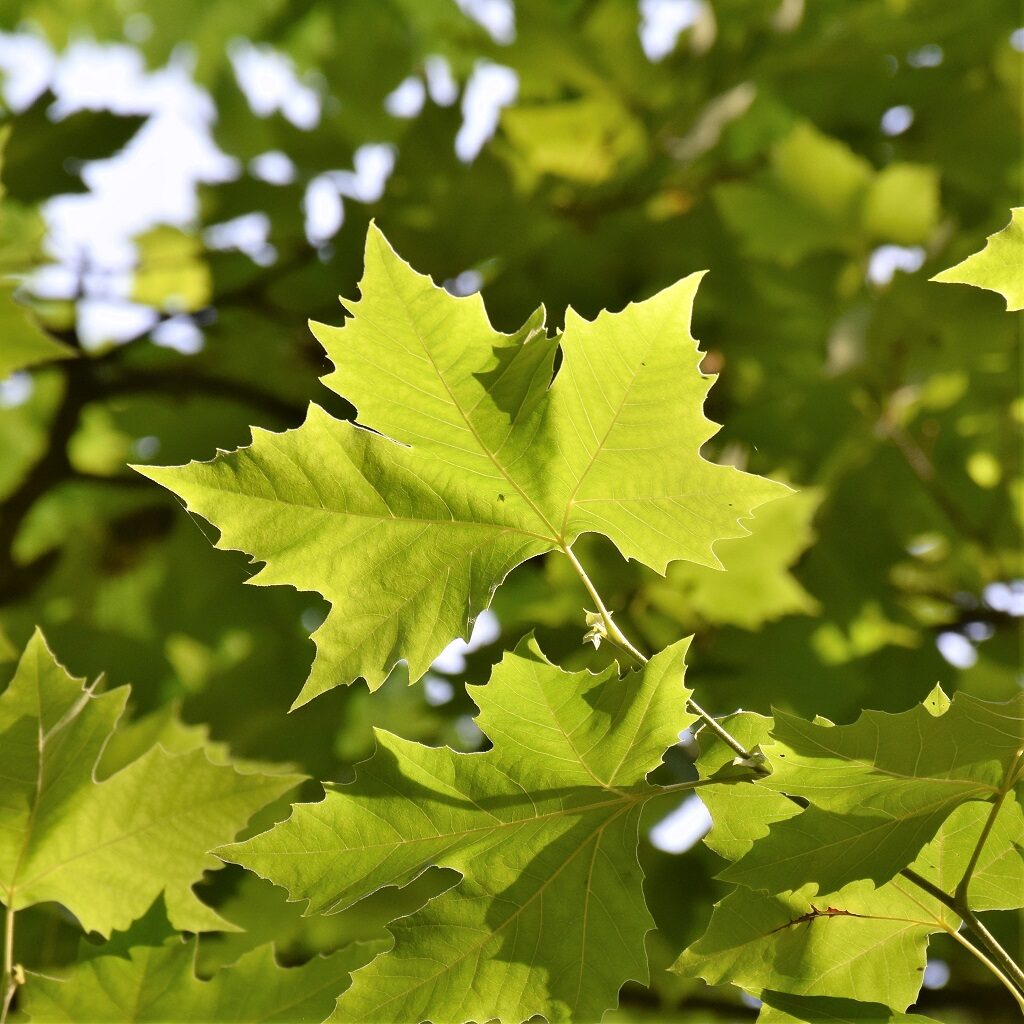 Photo d'une feuille de platane commun