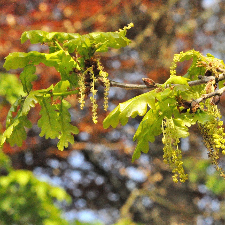 feuilles et fleurs de chêne pédonculé