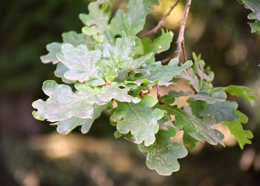 feuilles de chêne pédonculé