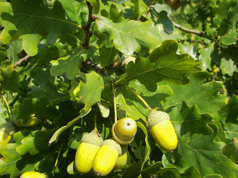 feuilles et fruits du chêne pédonculé