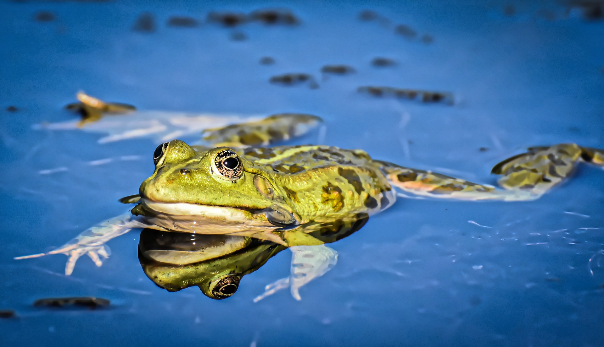 Grenouille nageant à la surface de l'eau