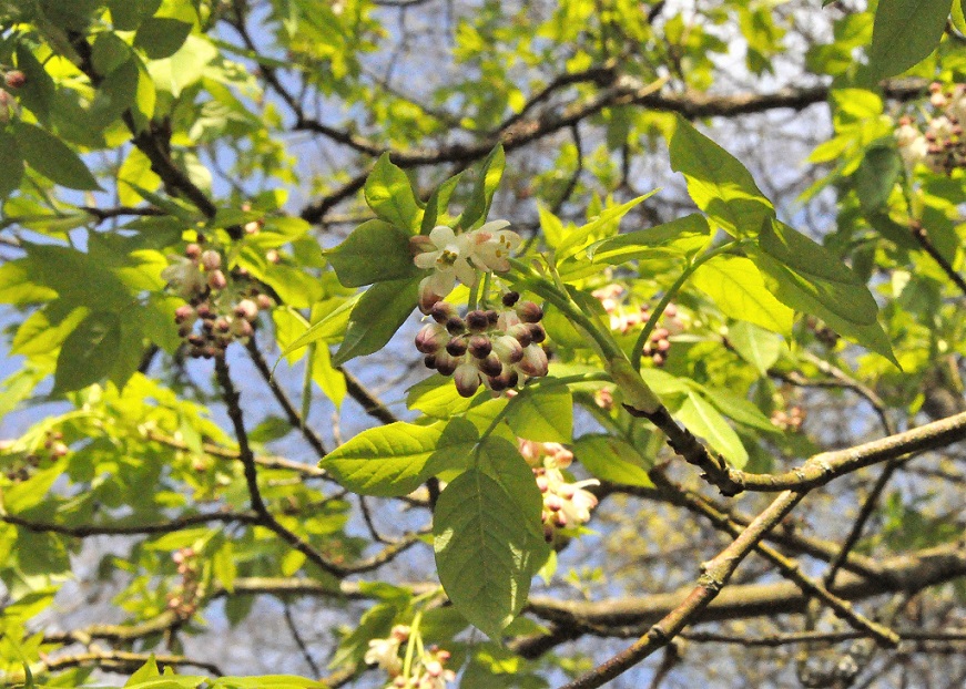 Gros plan sur les fleurs et fruits du staphylier penné