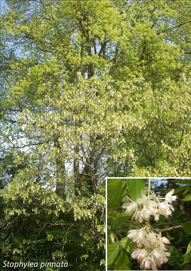 Staphylier penné en pied, avec focus sur ses fleurs