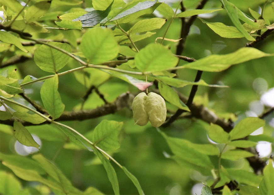 gros plan sur un fruit du staphylier penné