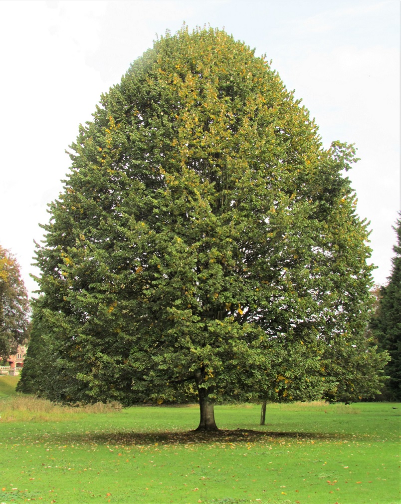 TILIA tomentosa / TILLEUL ARGENTE