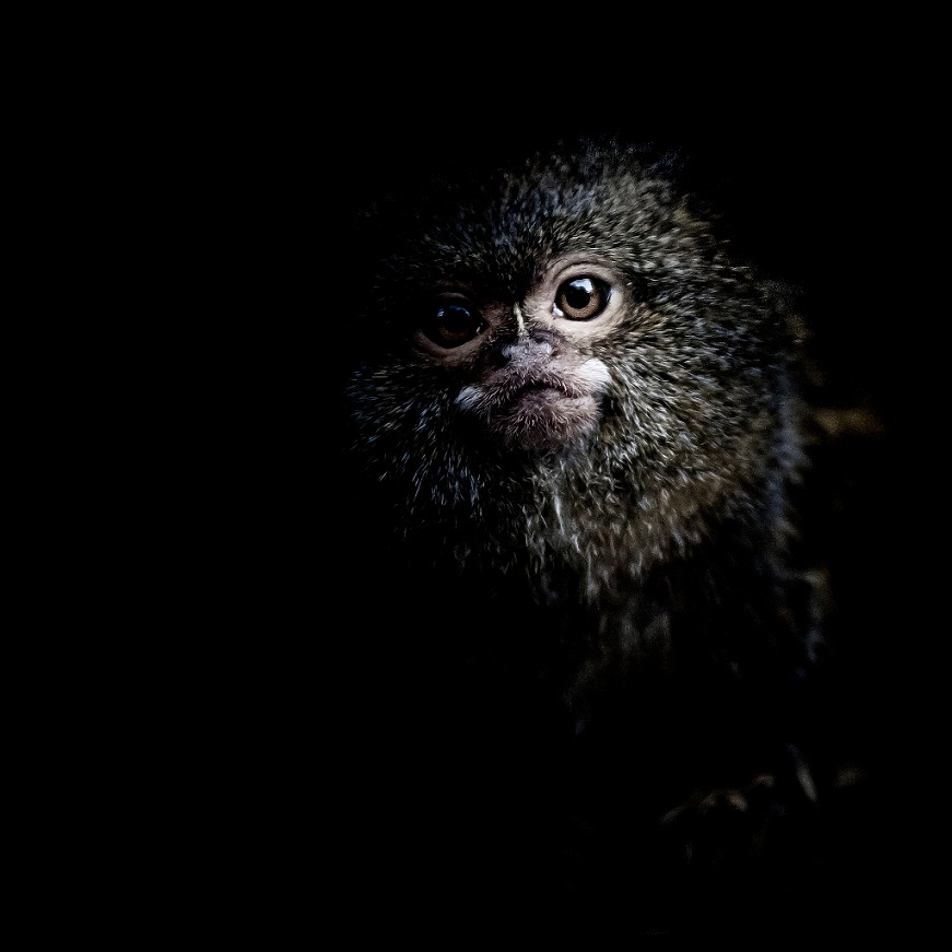 photo d'un ouistiti pygmée dans la pénombre