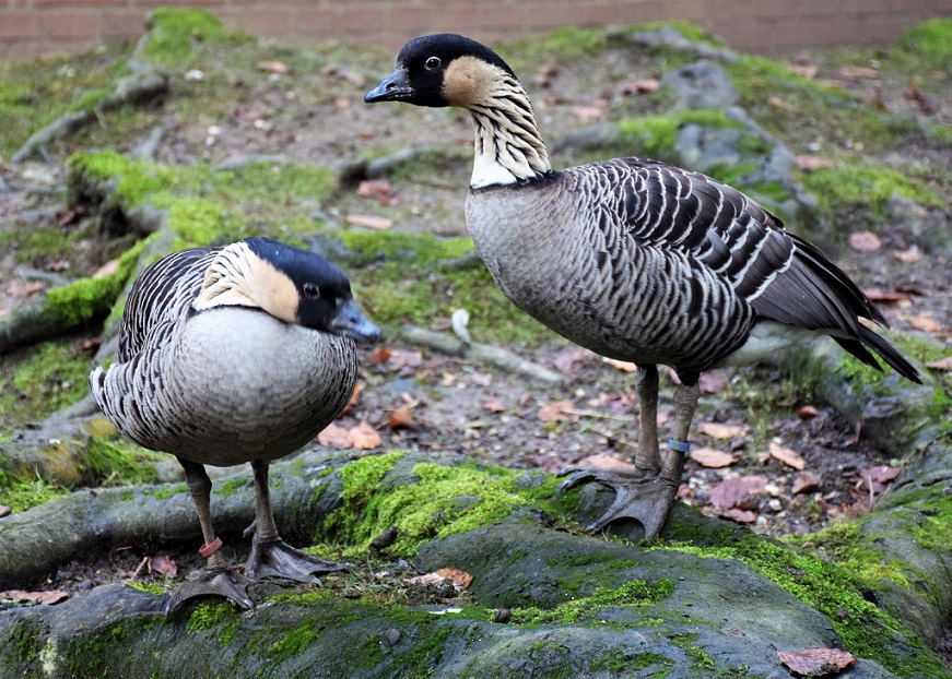 couple de bernaches néné