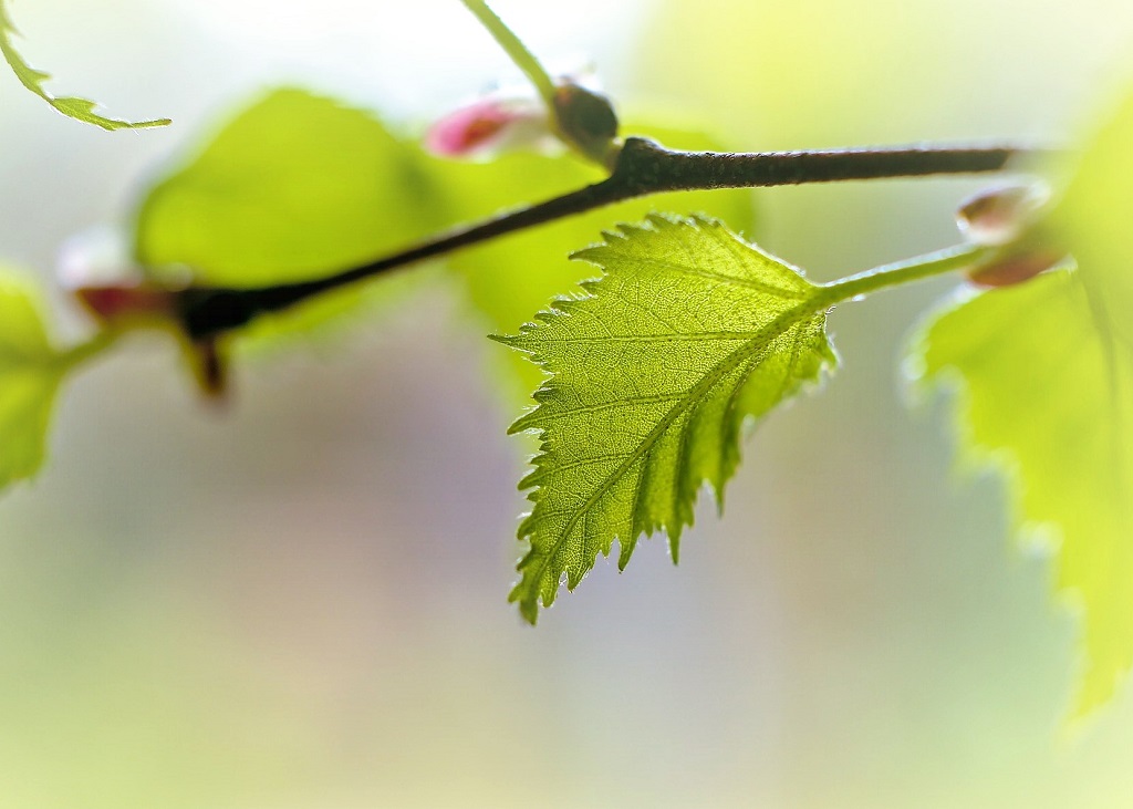 feuilles de bouleau commun