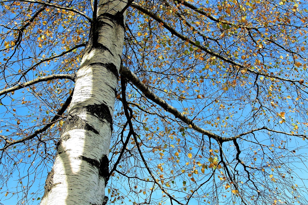 bouleau commun, avec son tronc particulier, blanc