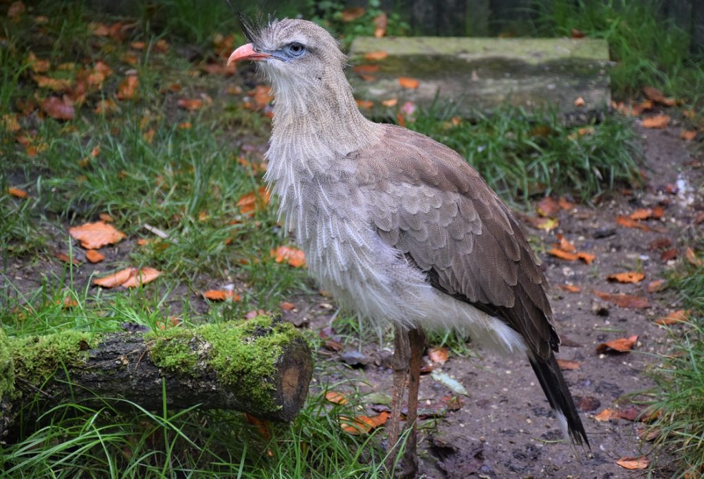 Cariama huppé debout, de profil