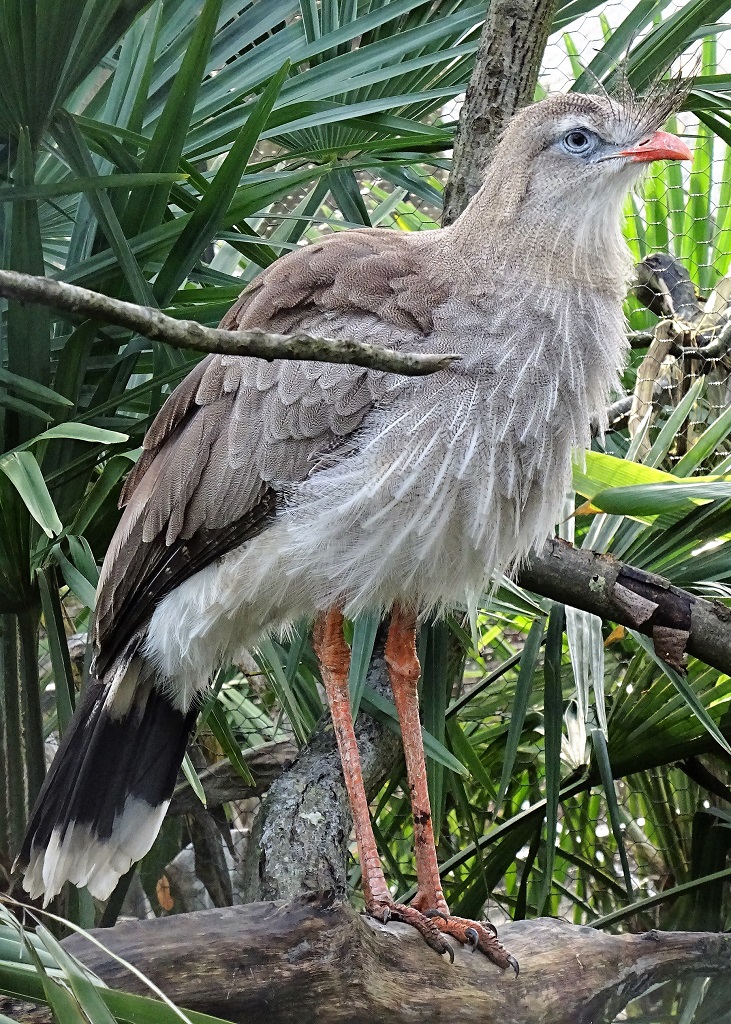 Cariama huppé debout dans la végétation