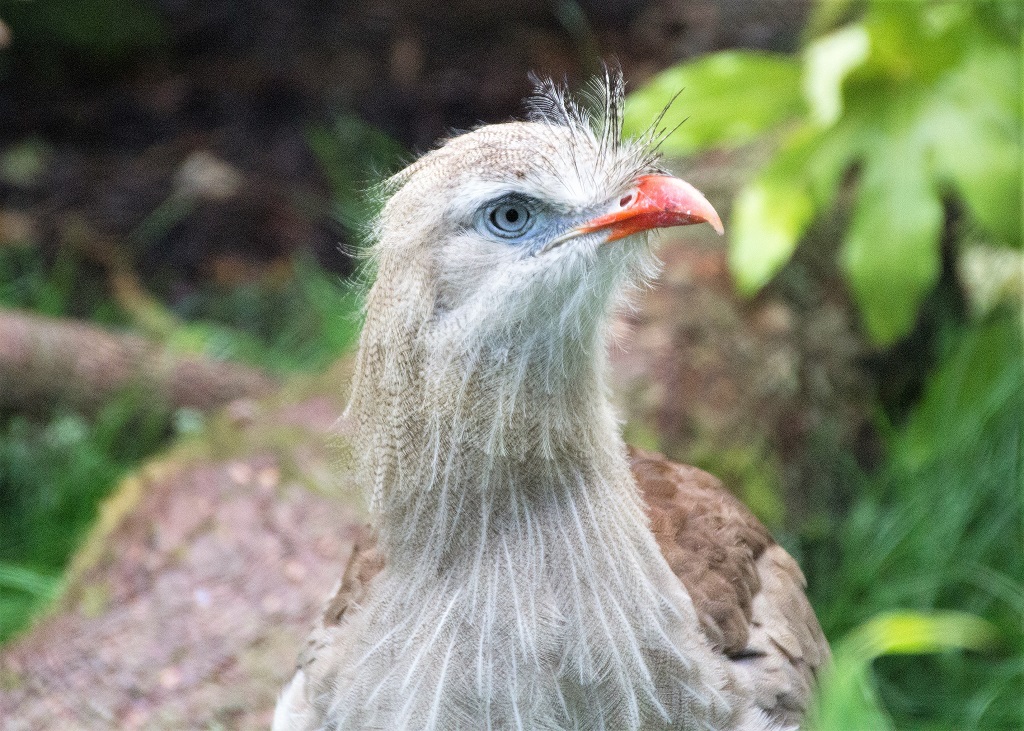 Gros plan sur la tête d'un cariama huppé, de profil