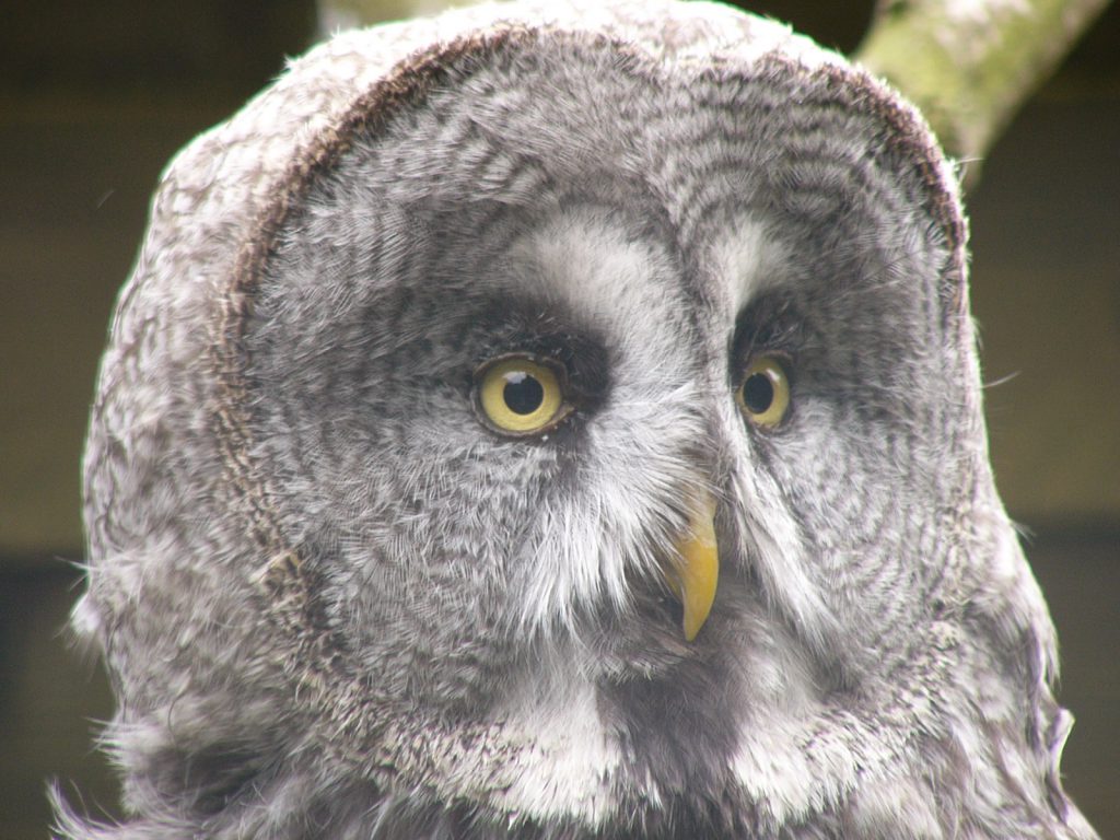 gros plan d'une tête de chouette lapone, de trois quarts face