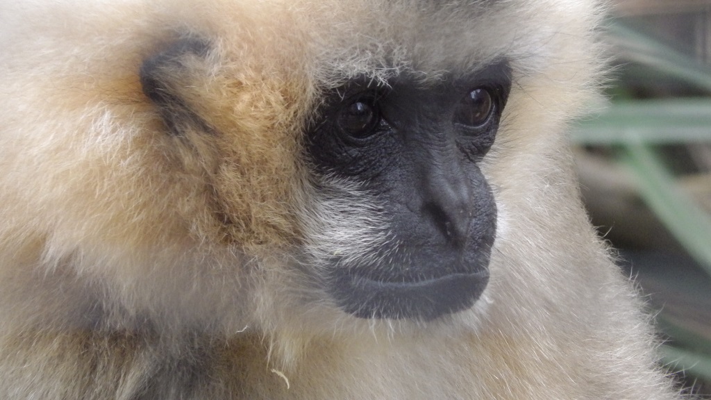 Gros plan d'une femelle gibbon à favoris blancs, de trois quarts face