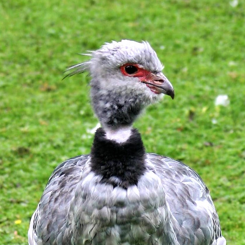 gros plan d'un kamichi à collier