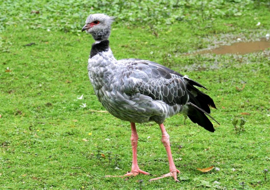 kamichi à collier de profil, debout sur l'herbe