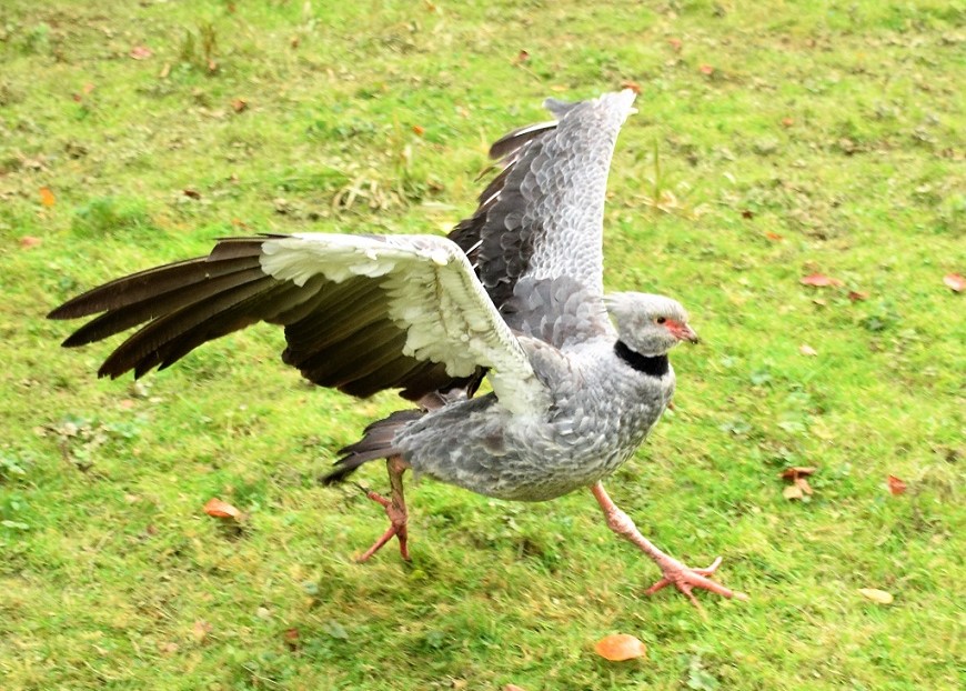 kamichi à collier courant sur l'herbe les ailes ouvertes