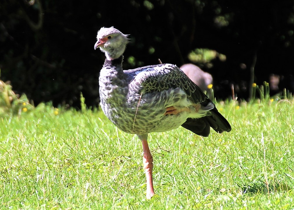 kamichi à collier au repos sur l'herbe, une patte relevée