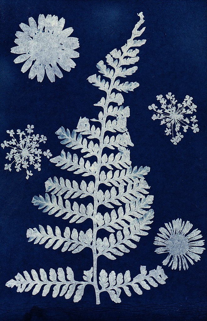 cyanotype végétal blanc sur fond bleu