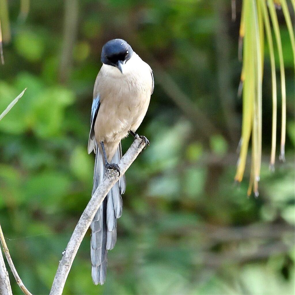 pie bleue perchée sur une branche