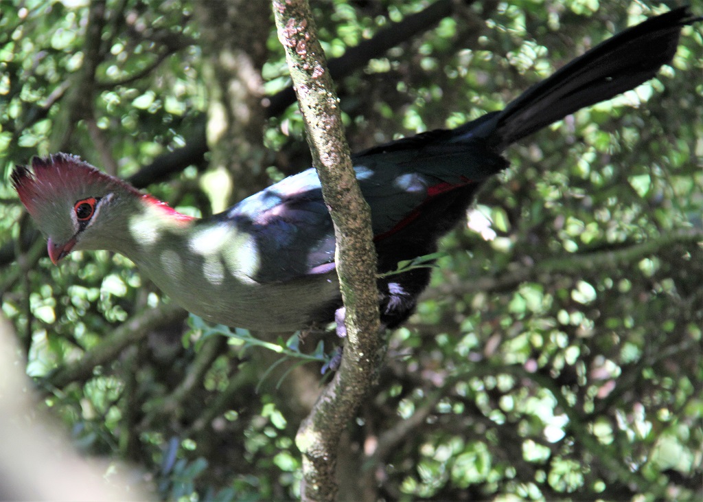 Touraco de Fischer caché dans un arbuste