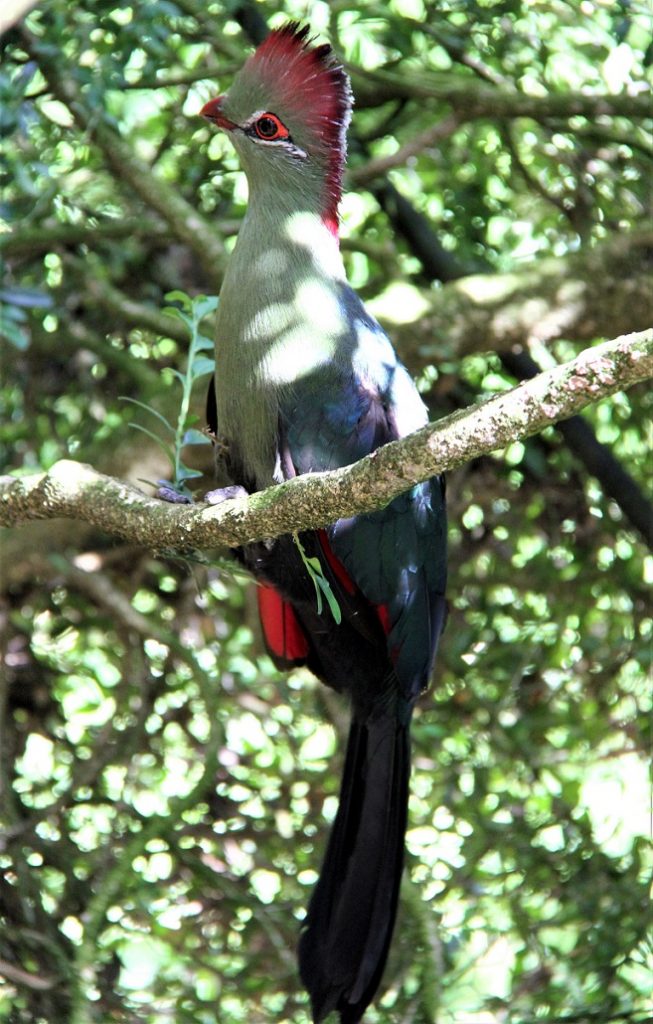 Touraco de Fischer en entier, perché sur une branche