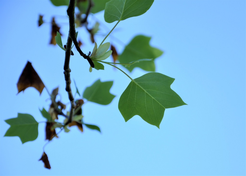 feuilles de tulipier de Virginie