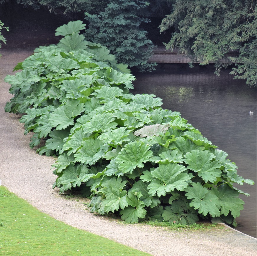 rhubarbe géante au bord de l'eau