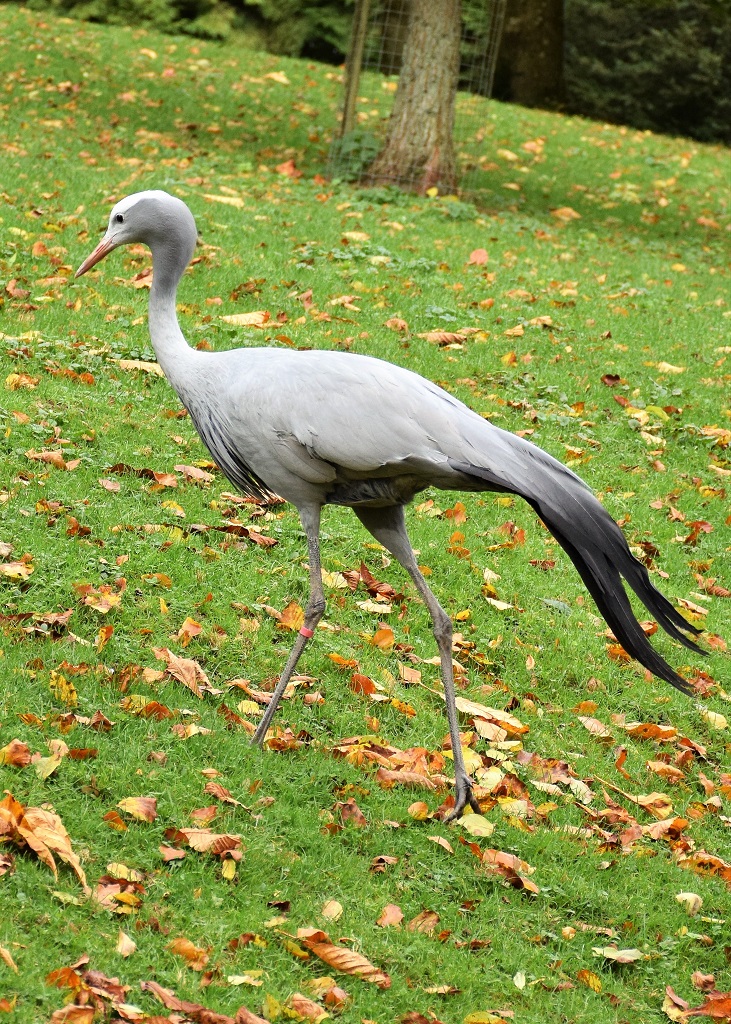 photo de grue de Paradis marchant dans l'herbe