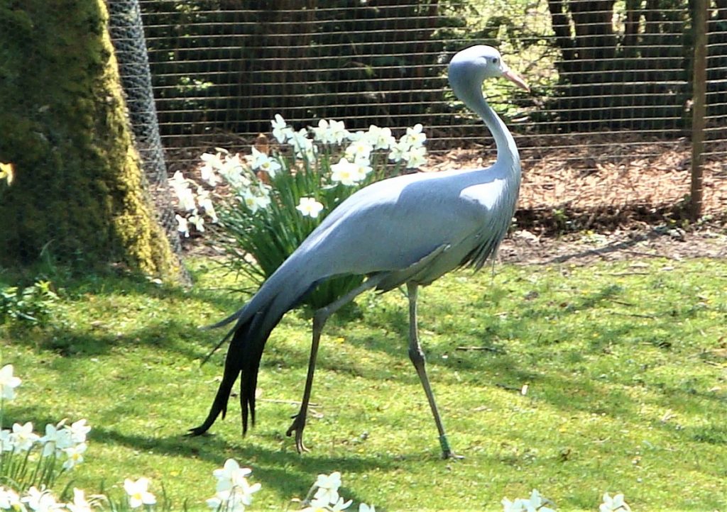 photo d'une grue de Paradis marchant dans l'herbe