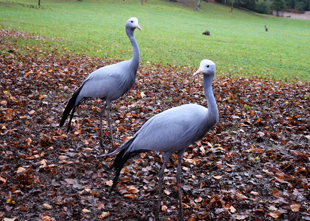 Grues de Paradis debout sur un lit de feuilles mortes