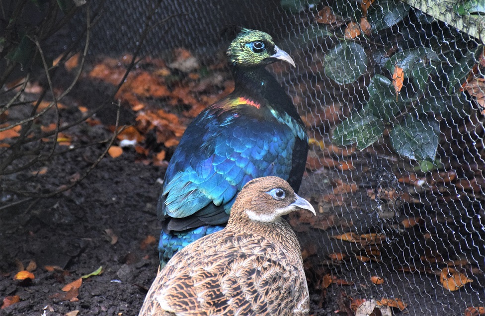 couple de lophophores resplendissants