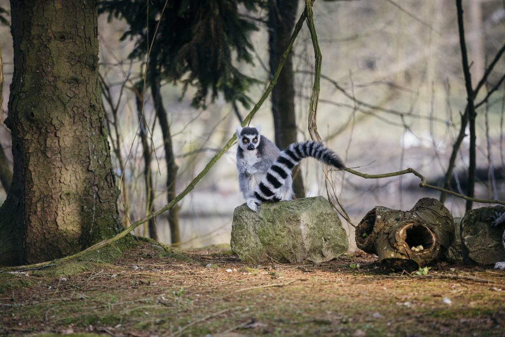 Maki catta posé sur un tronc d'arbre