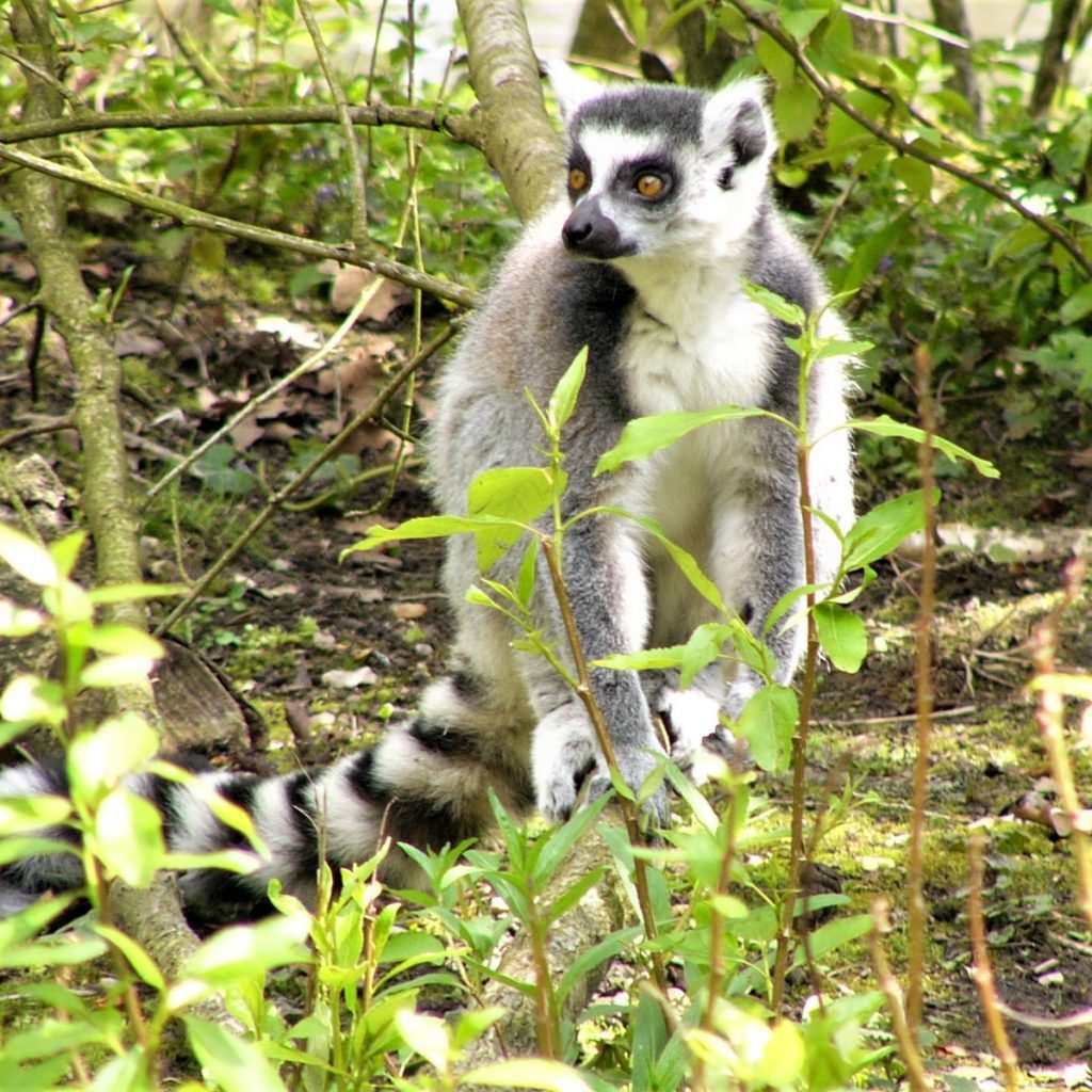 maki catta au sol, dans la végétation