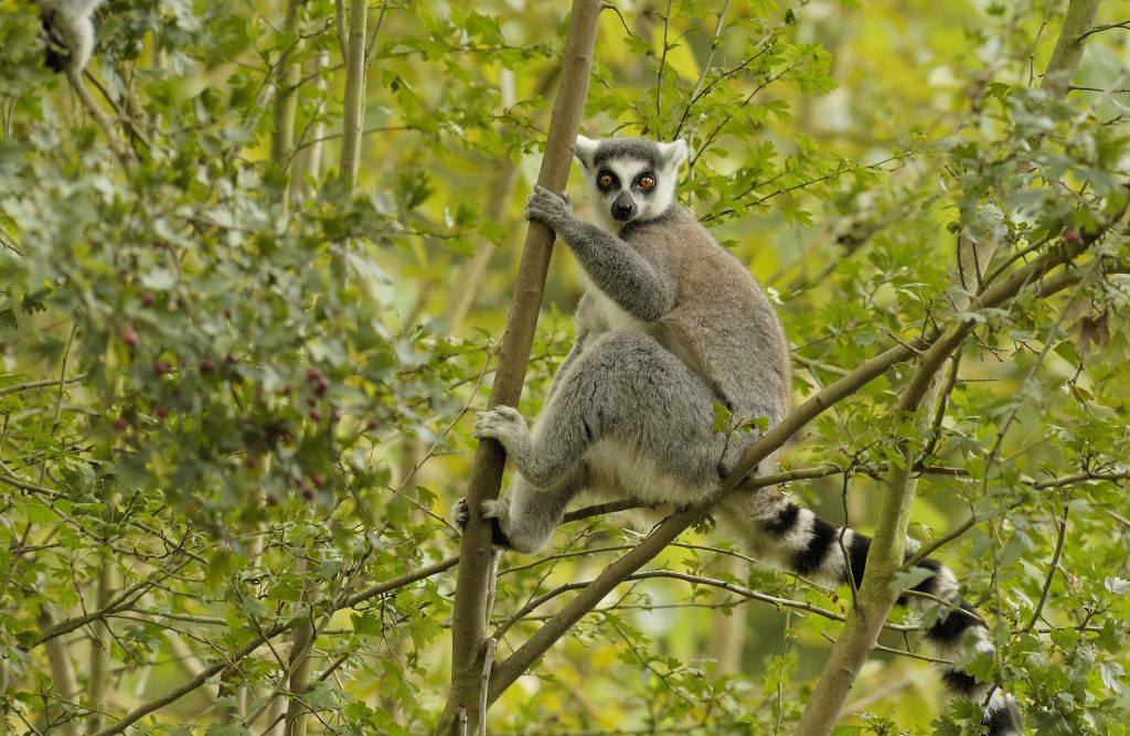 maki catta posé dans un arbre, observant