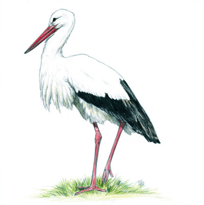 dessin naturaliste d'une cigogne blanche