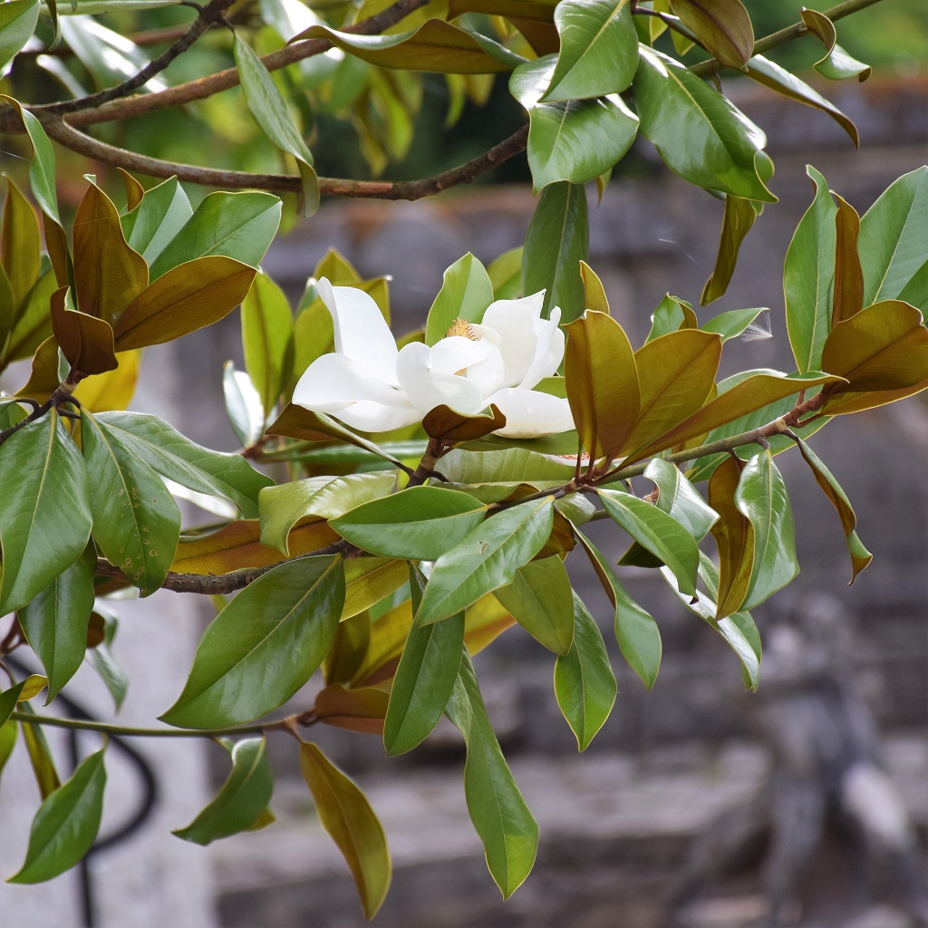 fleur et feuilles de magnolia grandiflora