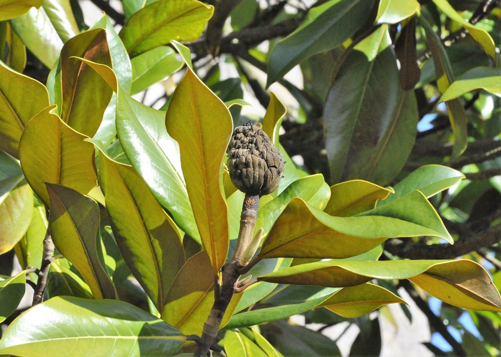 feuilles et fruit d'un magnolia grandiflora