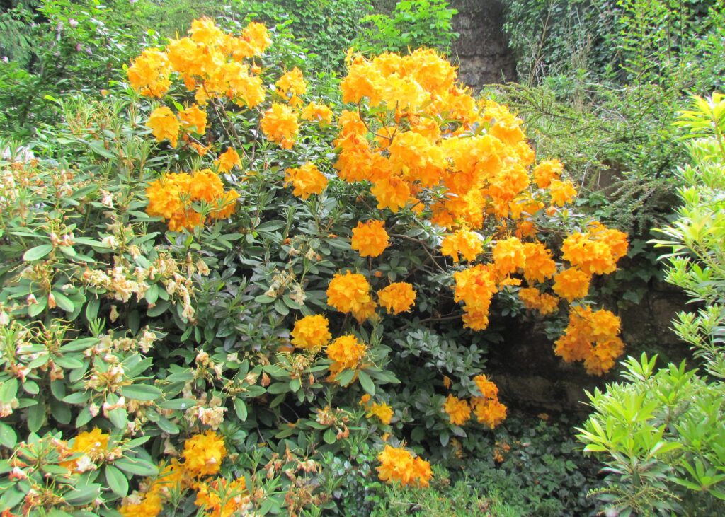 Arbuste de rhododendron orangé, en fleurs