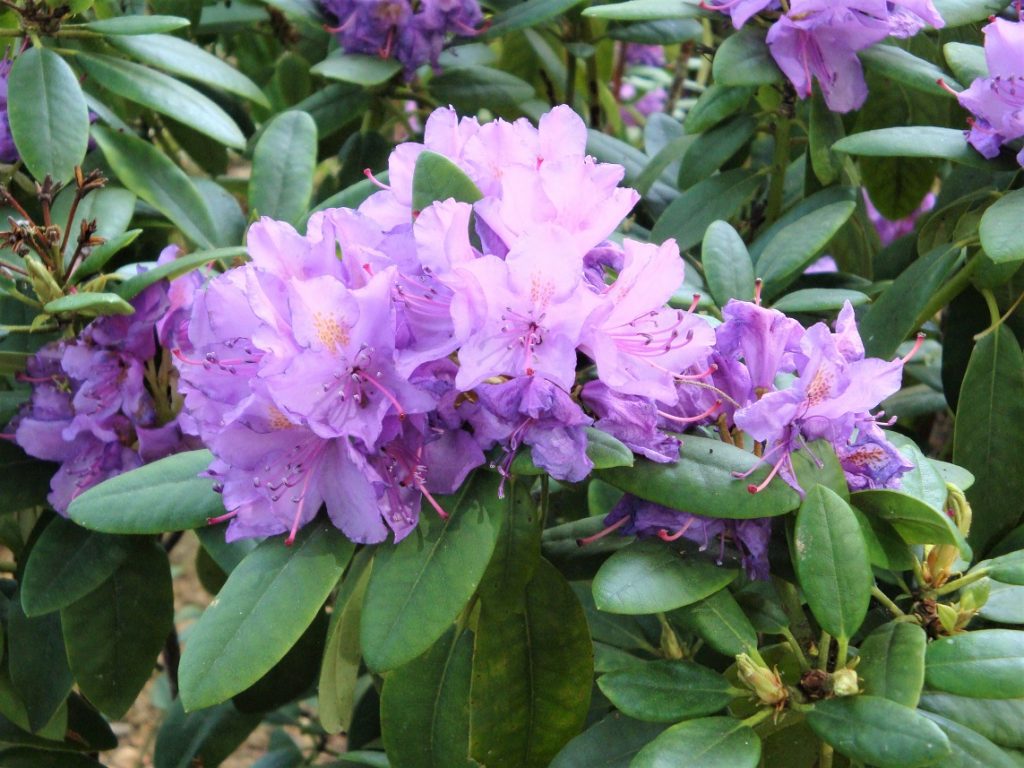 Fleurs de rhododendron violettes