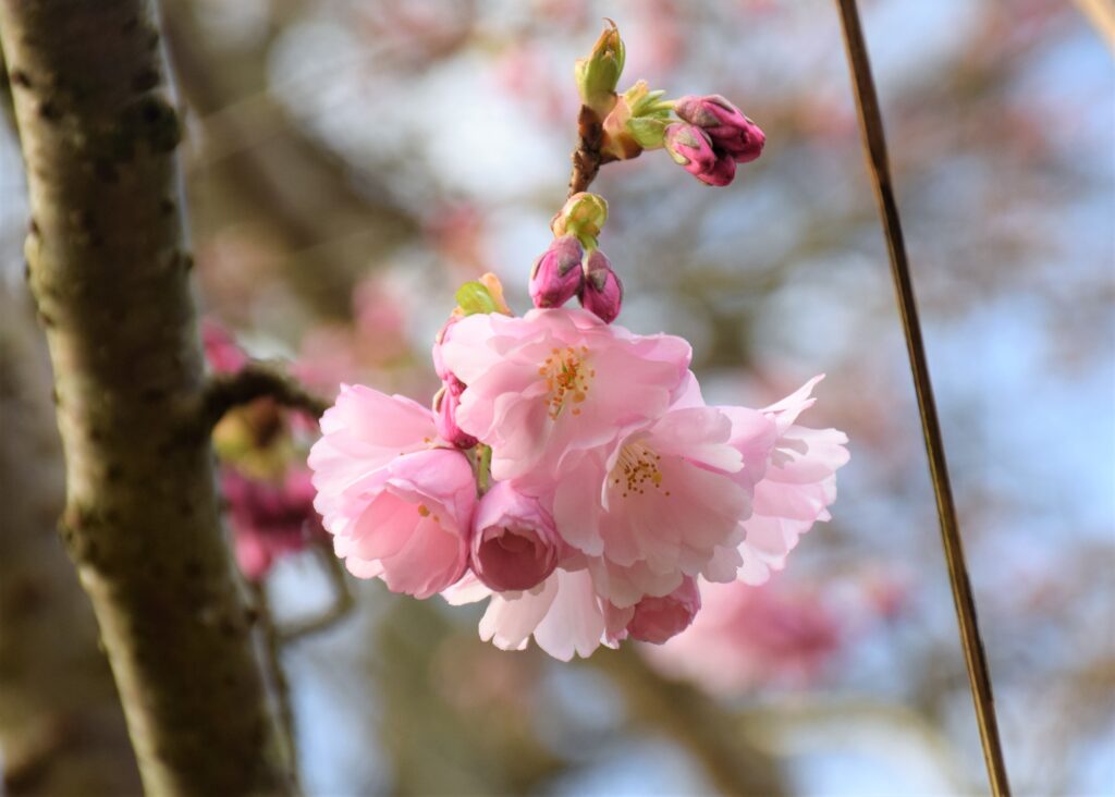 Fleurs de cerisier du Japon