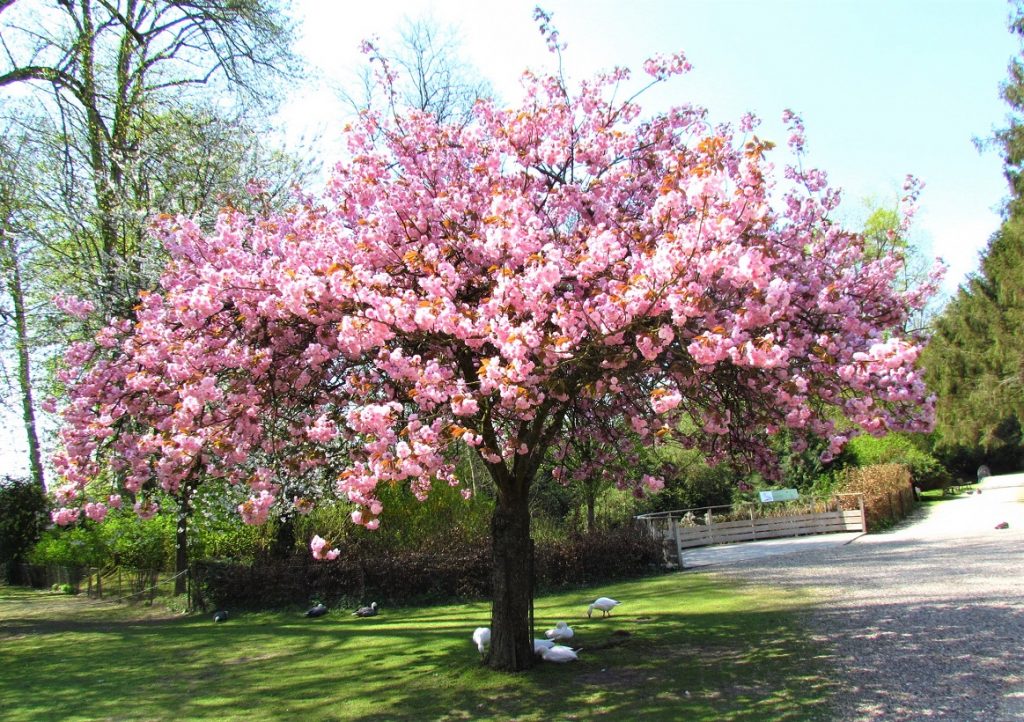 Cerisier du Japon en pied