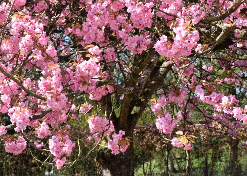 Cerisier du Japon vu de près