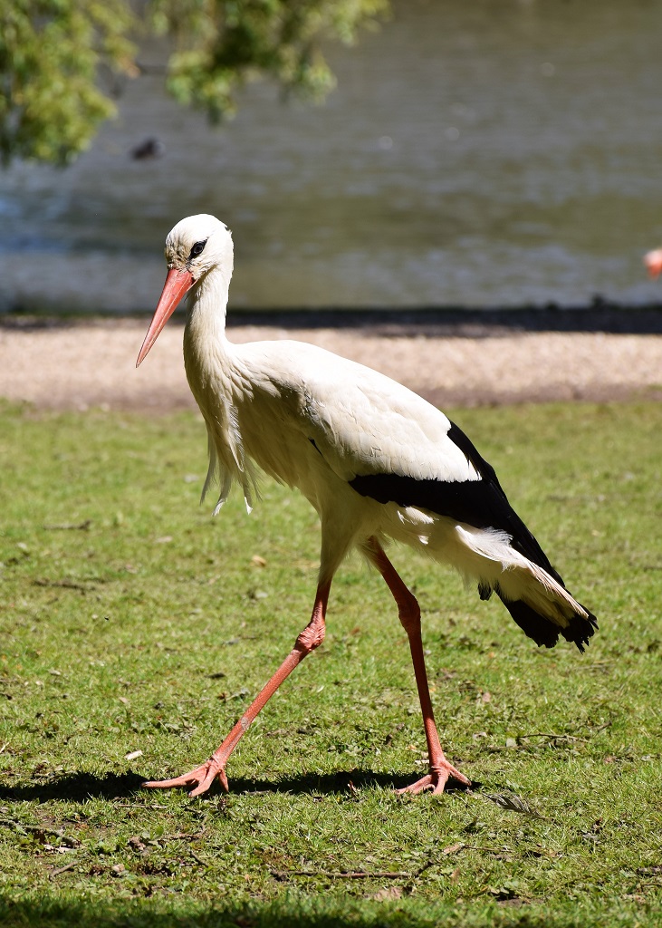 cigogne blanche de profil marchant sur l'herbe