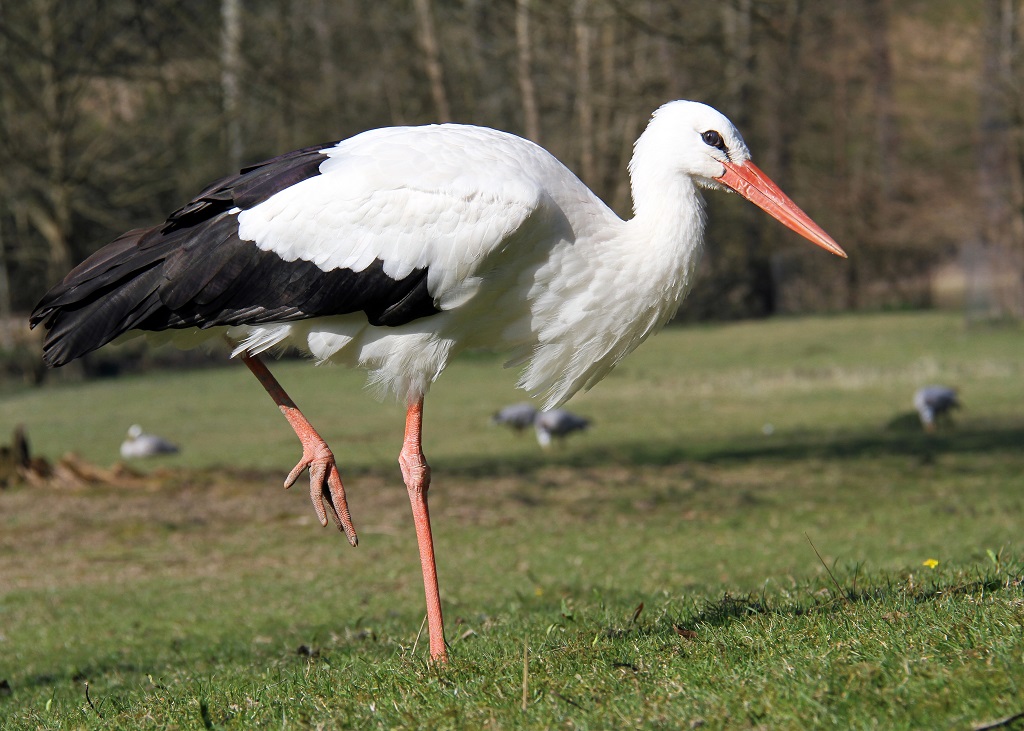 cigogne blanche de profil, posée sur une patte