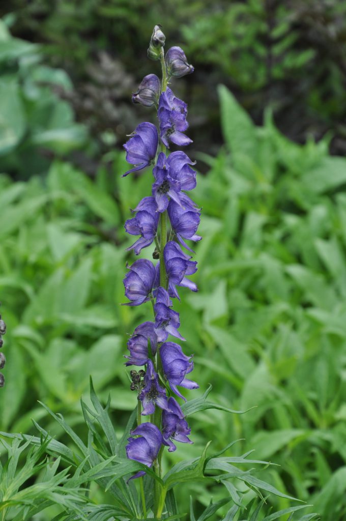 Inflorescence de casque de Jupiter