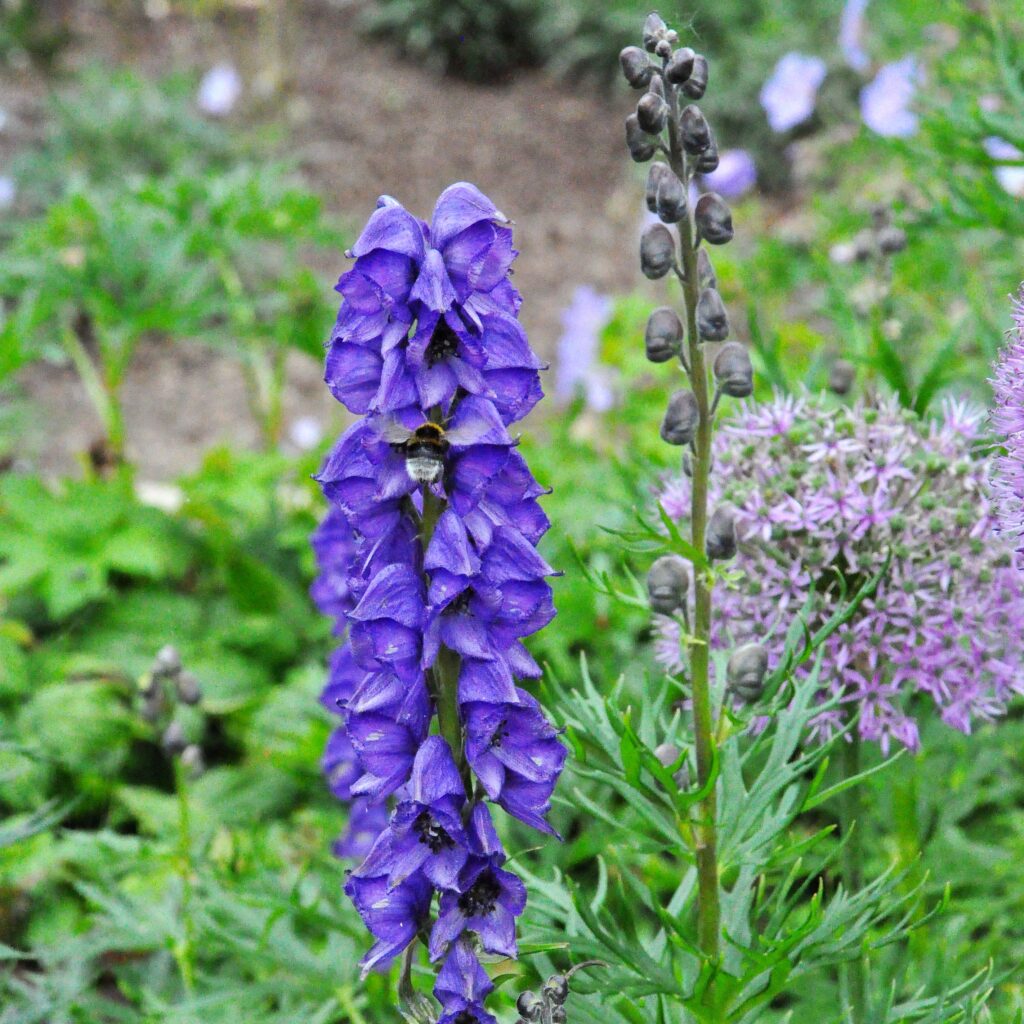 Bourdon butinant sur une inflorescence de casque de Jupiter