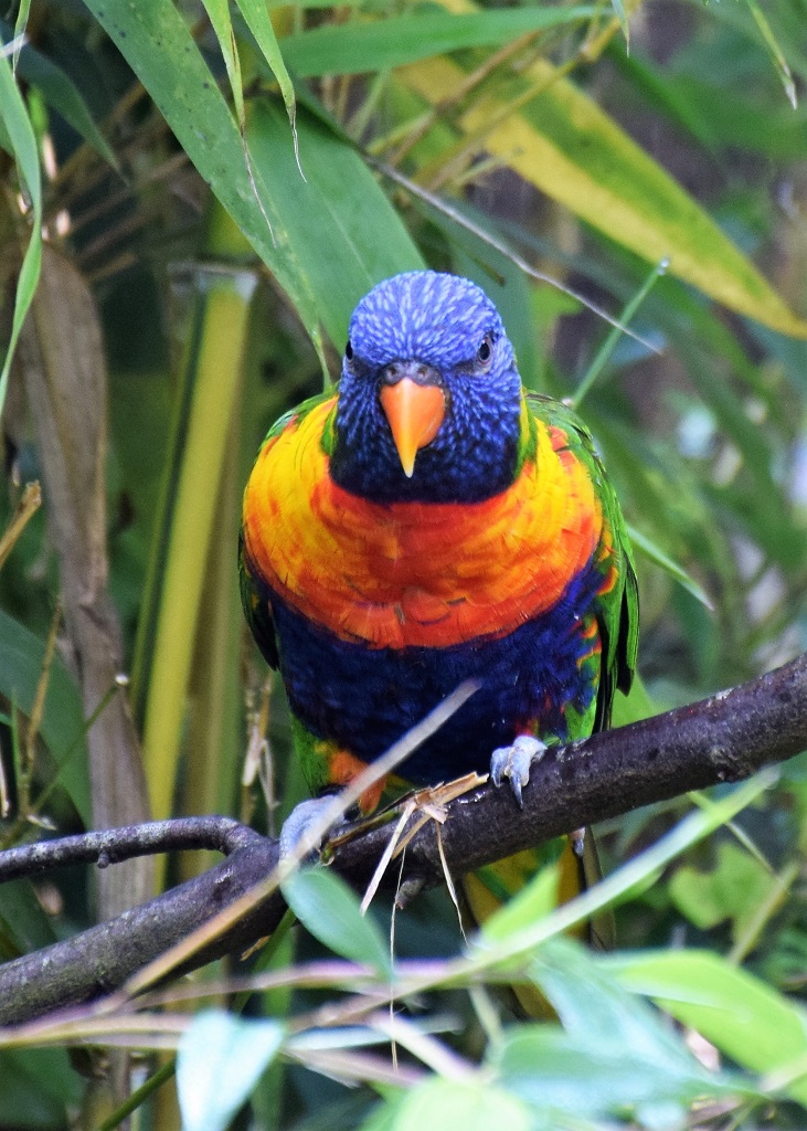 Loriquet arc-en-ciel, sur une branche, vu de face