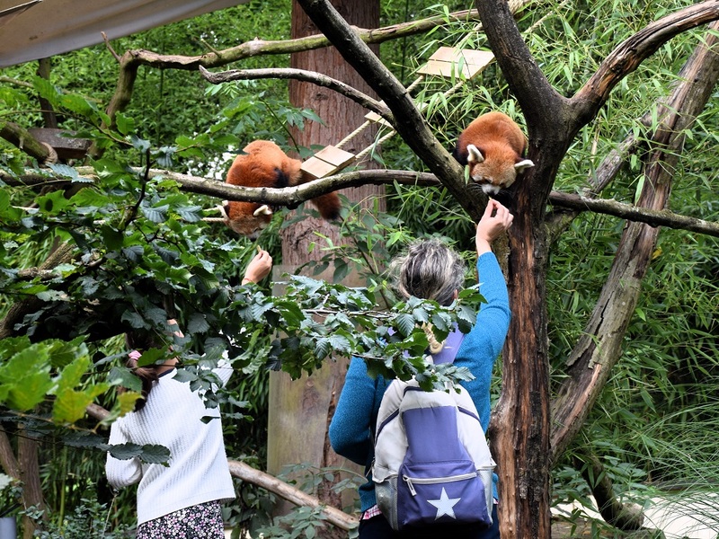 Atelier VIP : Une mère et sa fille nourrissent des pandas roux