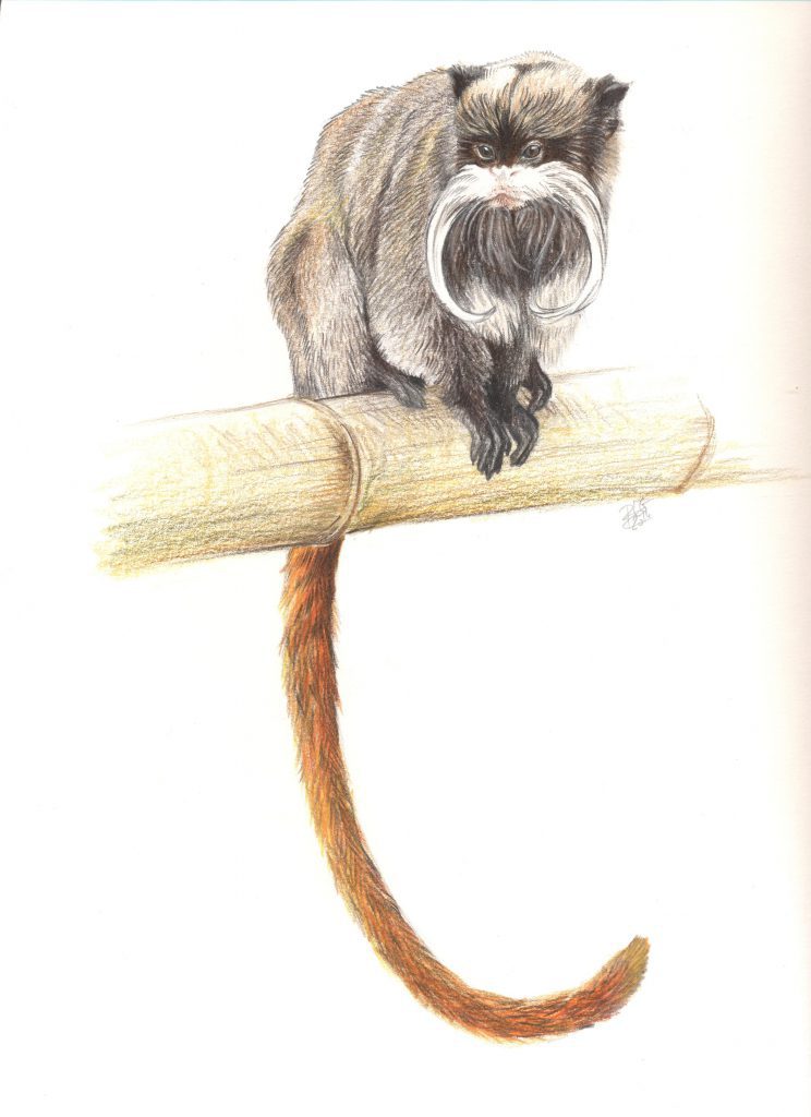 Dessin naturaliste d'un tamarin empereur